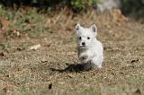 WESTIE 128